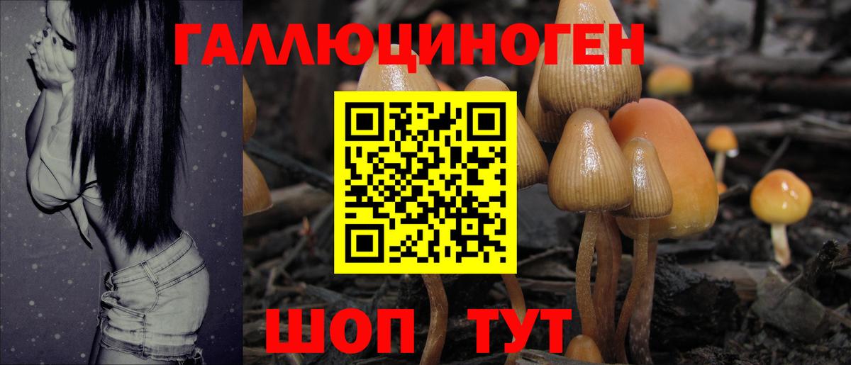 Галлюциногенные грибы Psilocybine cubensis  Вход с VPN  Звенигород 